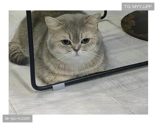 陈雨菲赛场上那么拼，豪宅里却是“猫奴”日常？这反差我给满分！